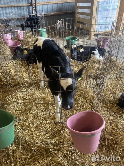 Бычки,телки