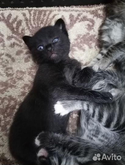 Котята в дар