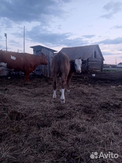 Бычок 2 месяца