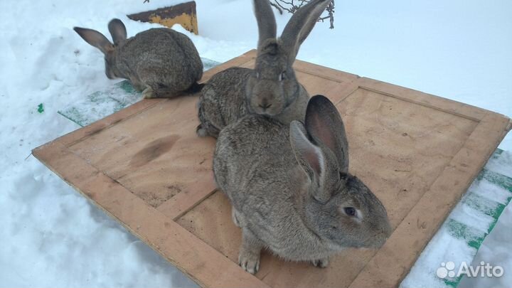 Кролики породы фландр, бельгийский великан