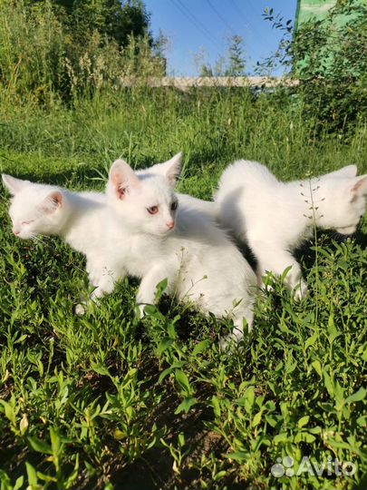 Котята белоснежные