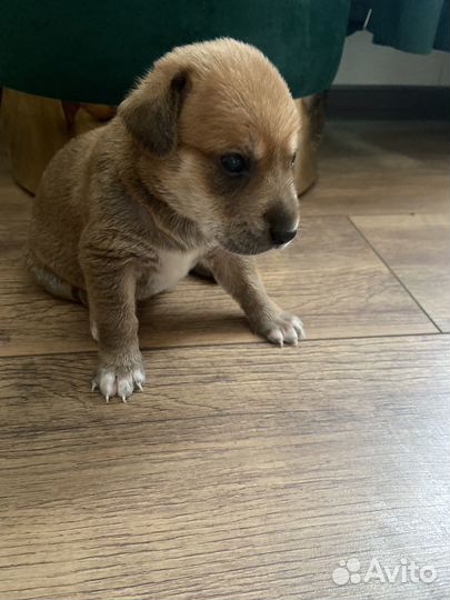 Отдам в добрые руки