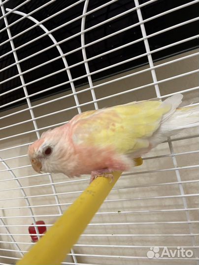 Певчий попугай