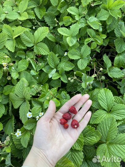 Кусты земляники