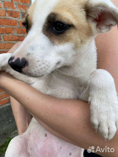 Отдам в добрые руки