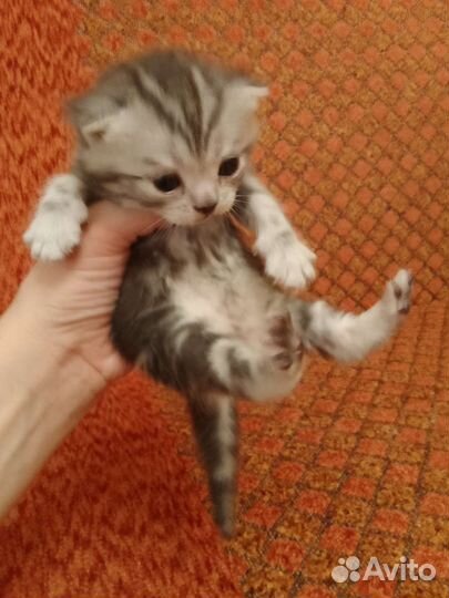 Котятки в добрые руки
