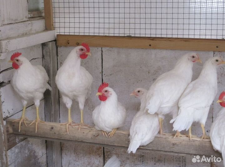 Яичные несушки с доставкой