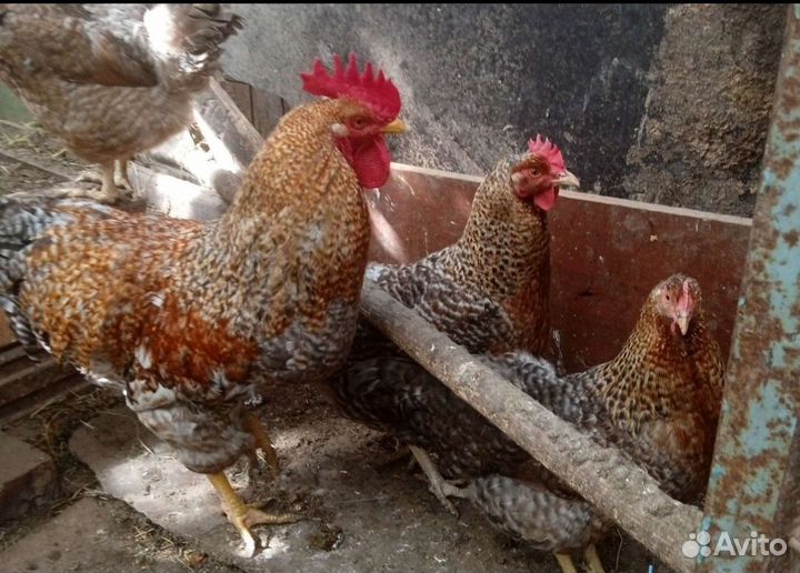 Куры петухи билефельдер