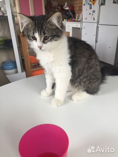Котята бесплатно