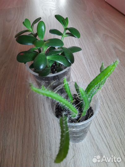 Кактусы, суккуленты