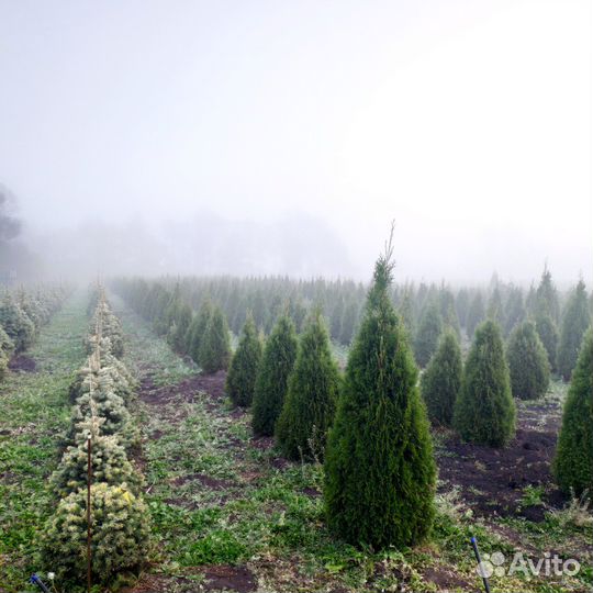 Туя западная Смарагд. Напрямую из питомника