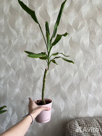 Драцена сандера или бамбук счастья