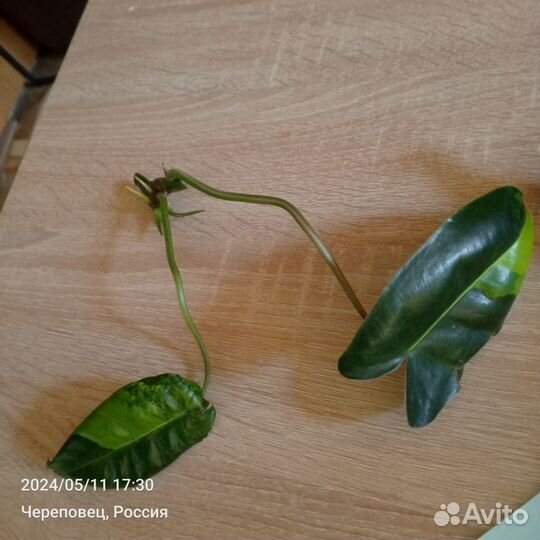 Филодендрон вариегантный бурле Маркс