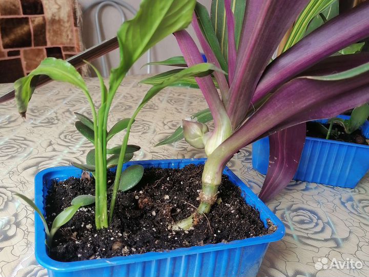 Домашние цветы