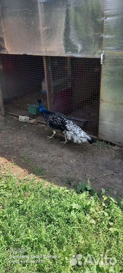 Павлины продажа