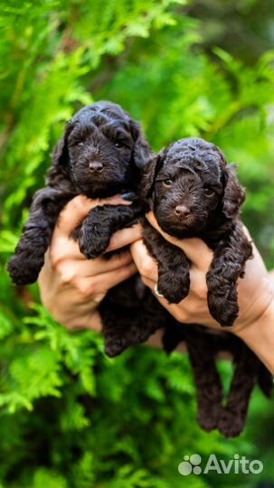 Щенки той -пуделя