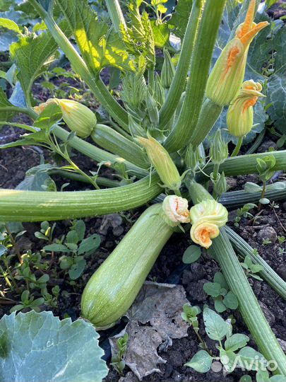 Кабачки свежие