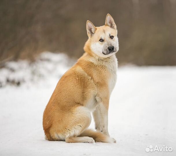 Собака Грей