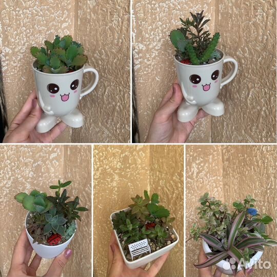 Часть 1. каллизия, суккуленты, комнатные