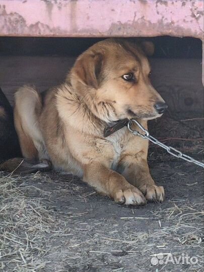 Собаки в добрые руки с доставкой