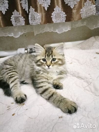 Сибирская кошка