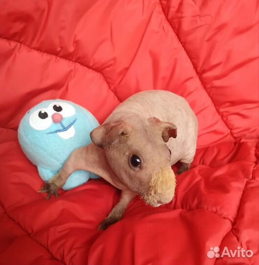 Морская свинка Скинни