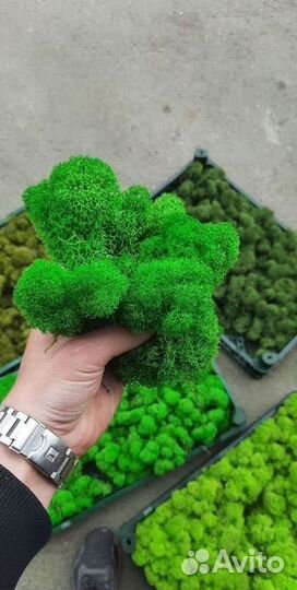 Панно из мха, Вертикальное озеленение