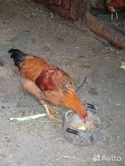 Молодые петухи