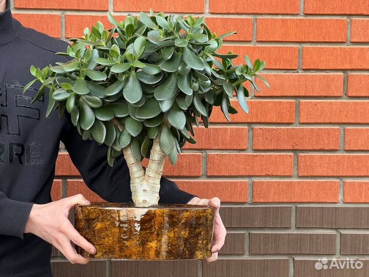 Денежное дерево / толстянка