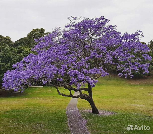 Павловния сэженцы 2023 г