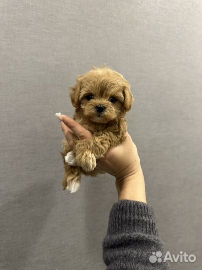 Мальтипу f1 micro