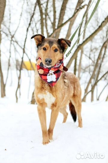 Лобзик потерял надежду быть домашним