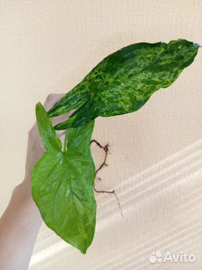 Сингониумы