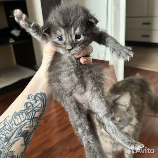 Мейн кун котята