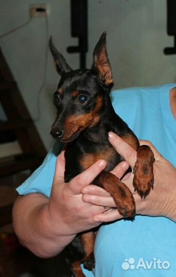 Цвергпинчер щенки