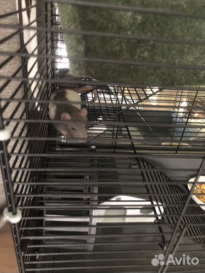 Крыса дамбо с клеткой