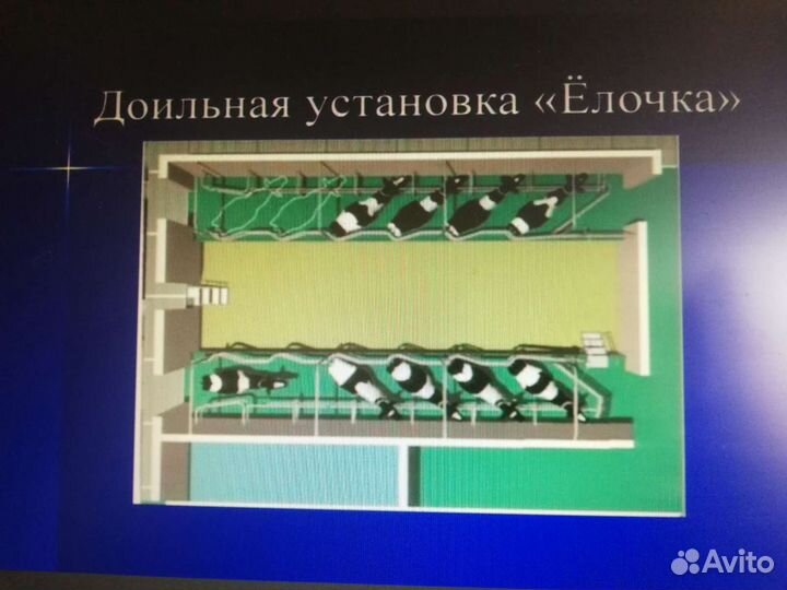 Доильный Зал ёлочка 2х6