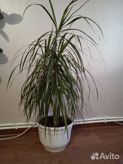 Драцена, Спацифилиум, Замиакулькас