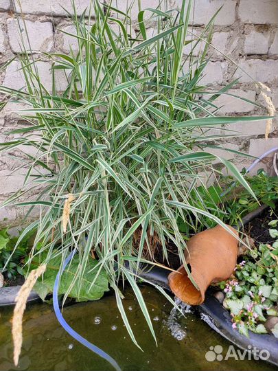 Пырей декоративный