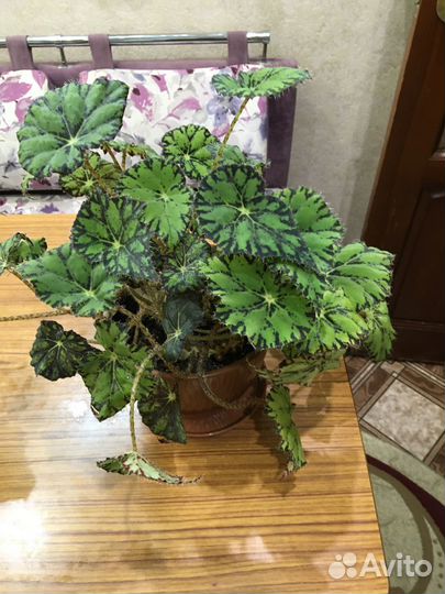 Растения