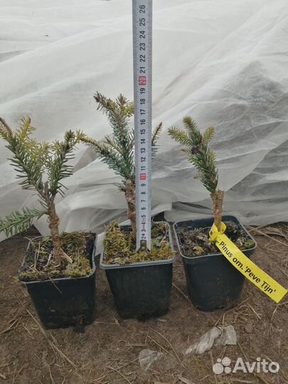 Ель певе тиджин