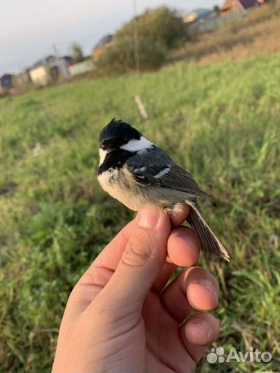 Лесная птица