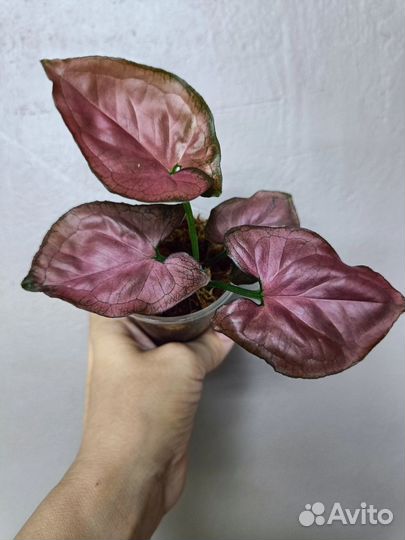 Сингониумы сортовые