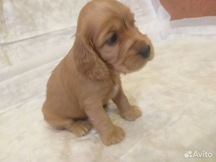 Щенки спаниеля