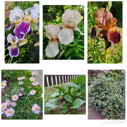 Ирис, астра альпийская, астильба