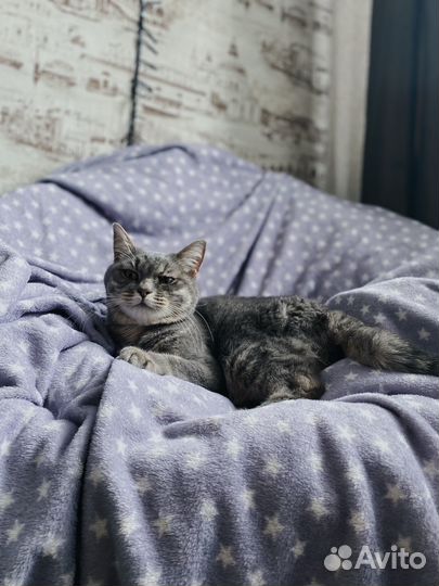 Малышка кошка ищет дом