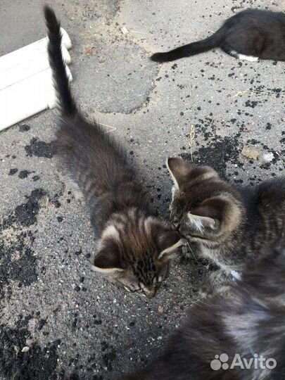 Котята с завода очень ищут дом