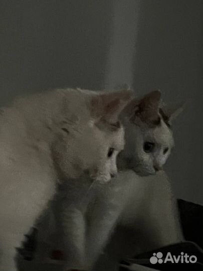 Отдам кошечку