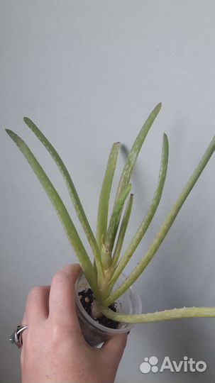 Алое,алоеВера,каланхое,инд лук,денежное дерево
