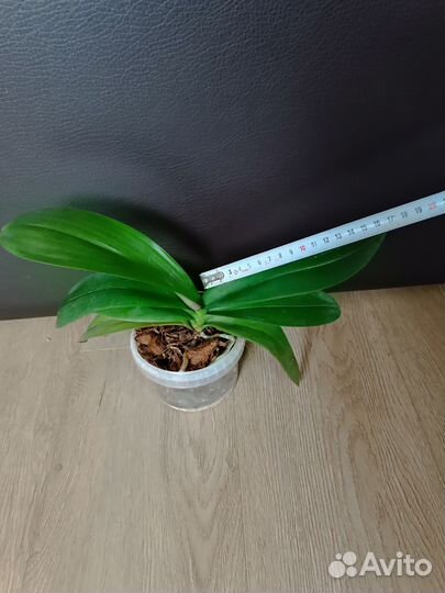 Разные комнатные